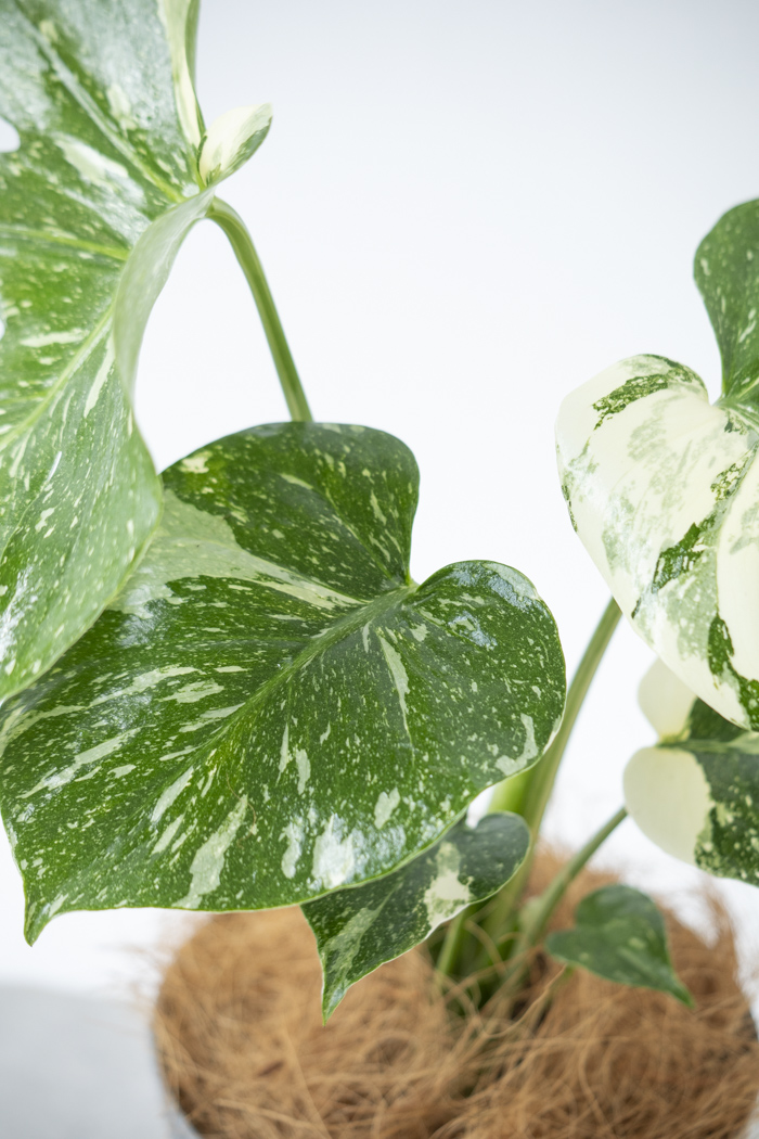 観葉植物 モンステラ タイコンステレーション（4号鉢）の写真5枚目