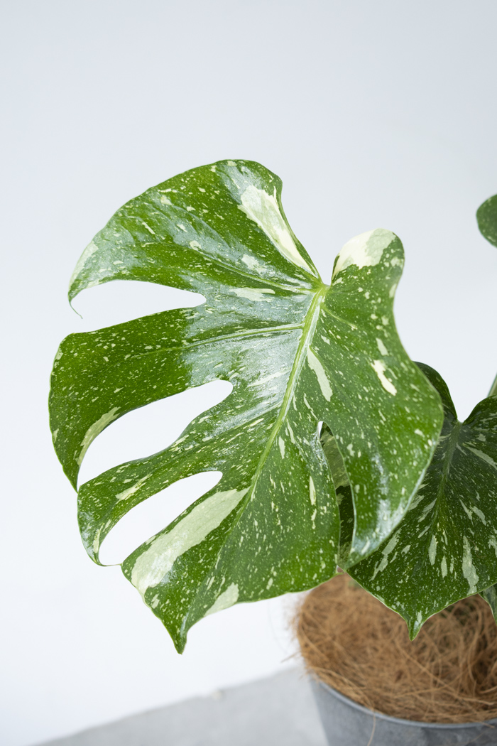 観葉植物 モンステラ タイコンステレーション（4号鉢）の写真6枚目