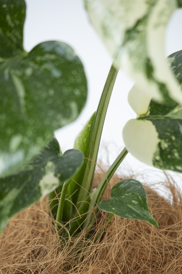 観葉植物 モンステラ タイコンステレーション（4号鉢）の写真8枚目
