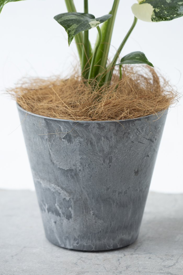 観葉植物 モンステラ タイコンステレーション（4号鉢）の写真9枚目