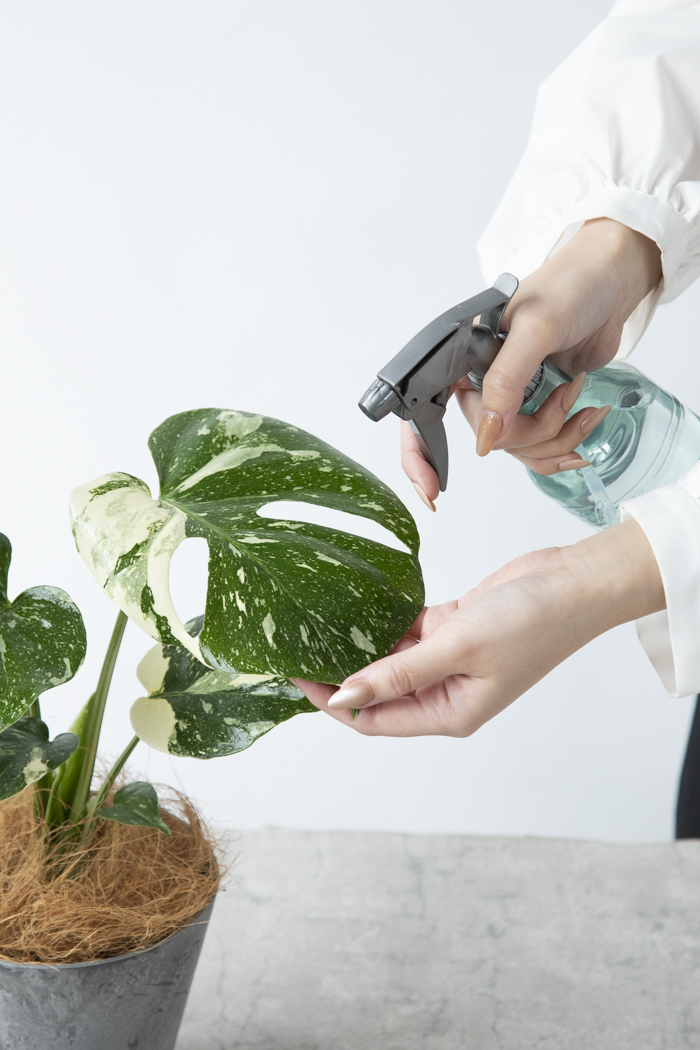 観葉植物 モンステラ タイコンステレーション（4号鉢）の写真10枚目