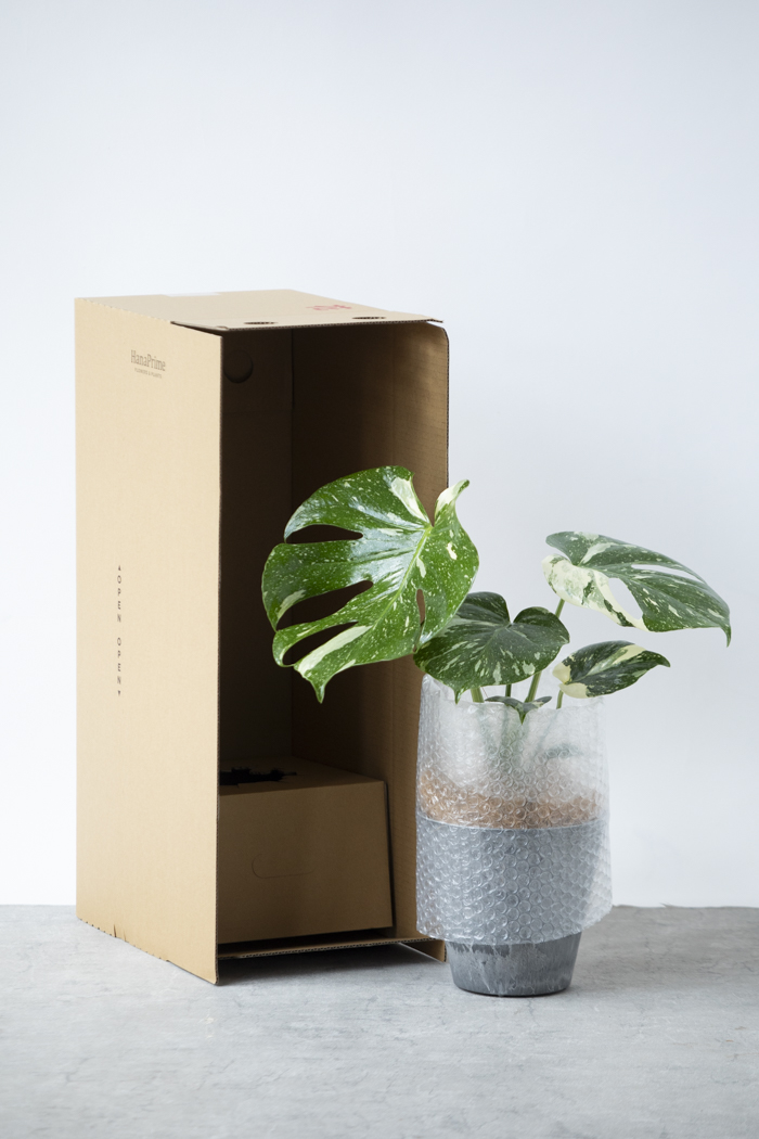 観葉植物 モンステラ タイコンステレーション（4号鉢