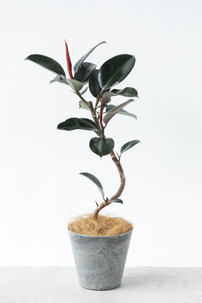 観葉植物 フィカス バーガンディ曲がり（6号鉢）