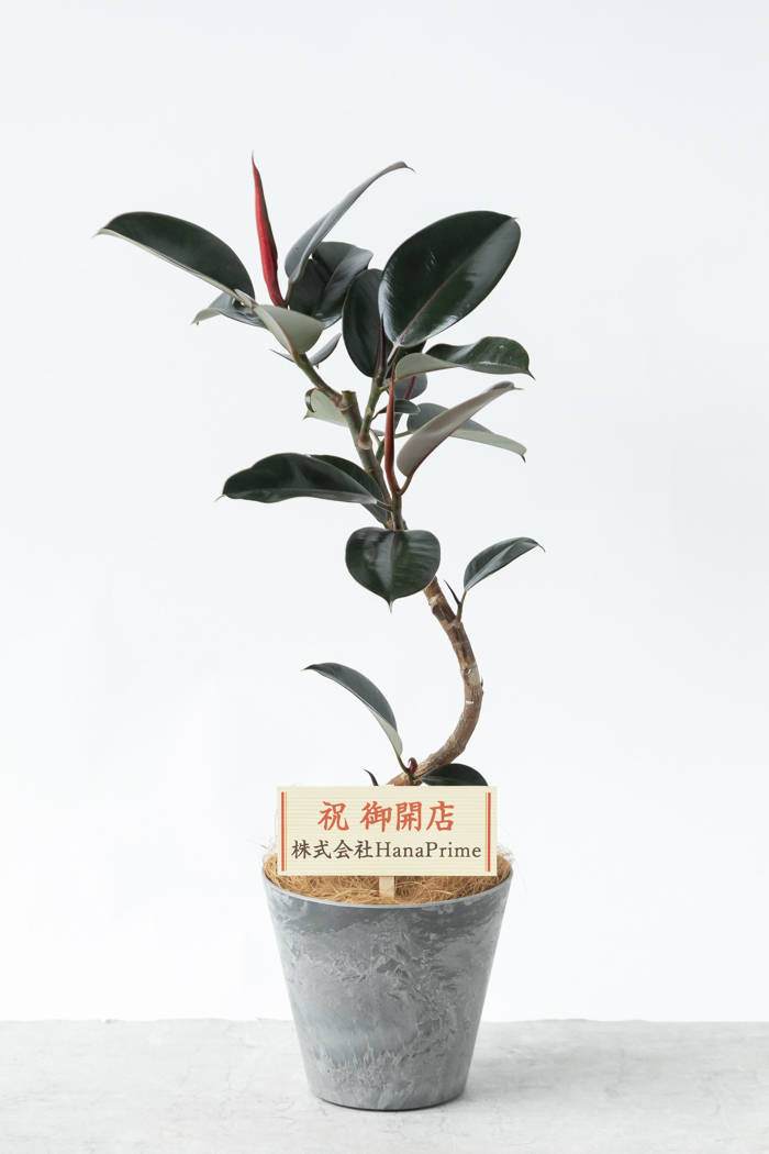 観葉植物 フィカス バーガンディ曲がり（6号鉢）