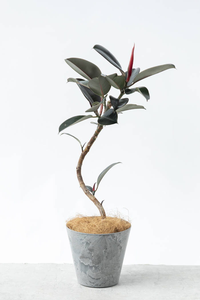 観葉植物 フィカス バーガンディ曲がり（6号鉢）の写真3枚目