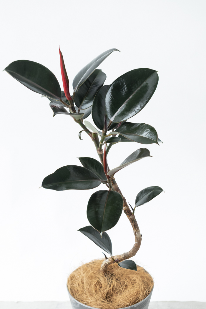 観葉植物 フィカス バーガンディ曲がり（6号鉢）の写真6枚目