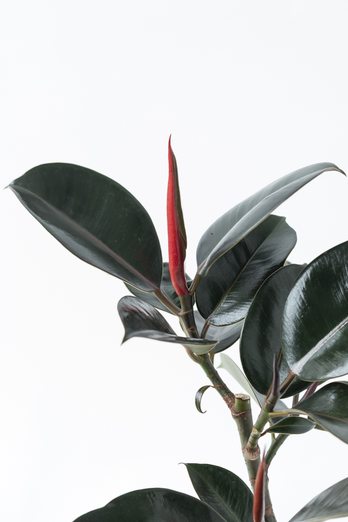 激レア！フィカス バーガンディ 斑入り（ボトムカット） 激レア！フィカス バーガンディ 斑入り（ボトムカット）