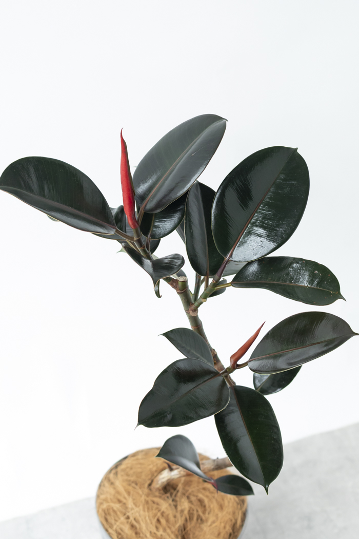 観葉植物 フィカス バーガンディ曲がり（6号鉢）の写真8枚目