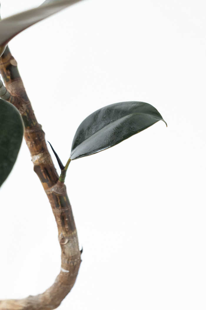 観葉植物 フィカス バーガンディ曲がり（6号鉢）の写真10枚目