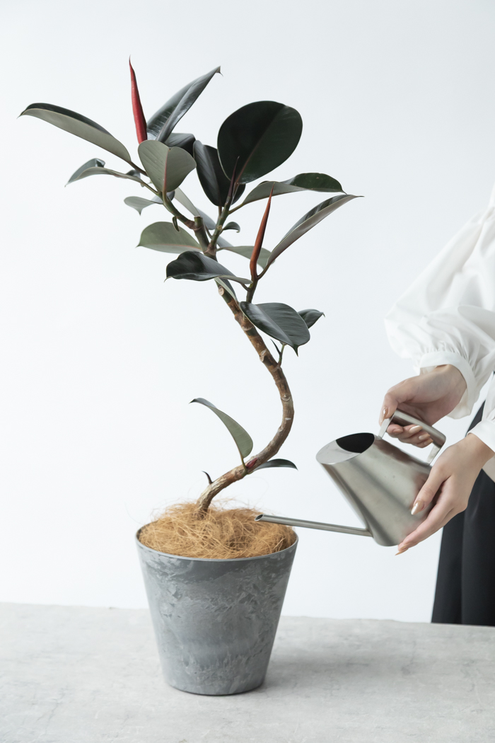 フィカス　バーガンディ　曲がり仕立て　グラファイトストーム陶器鉢　植え込み発送 フィカス バーガンディ 曲がり 仕立て 7号 S字 黒ゴム ゴムの木
