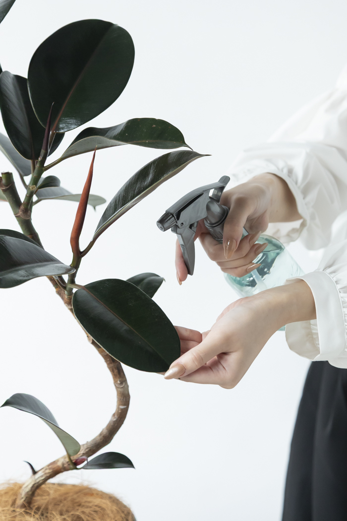 観葉植物 フィカス バーガンディ曲がり（6号鉢）の写真13枚目