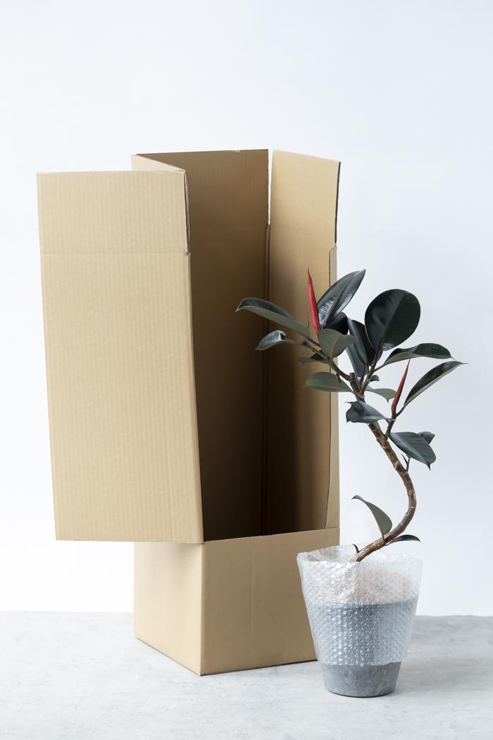 観葉植物 フィカス バーガンディ曲がり（6号鉢）の写真14枚目