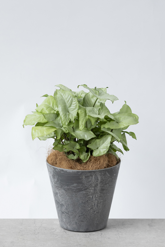 観葉植物 シンゴニウム ホワイトバタフライ（6号鉢）の写真1枚目