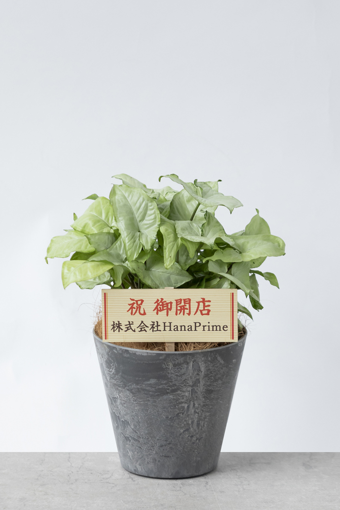 観葉植物 シンゴニウム ホワイトバタフライ（6号鉢）