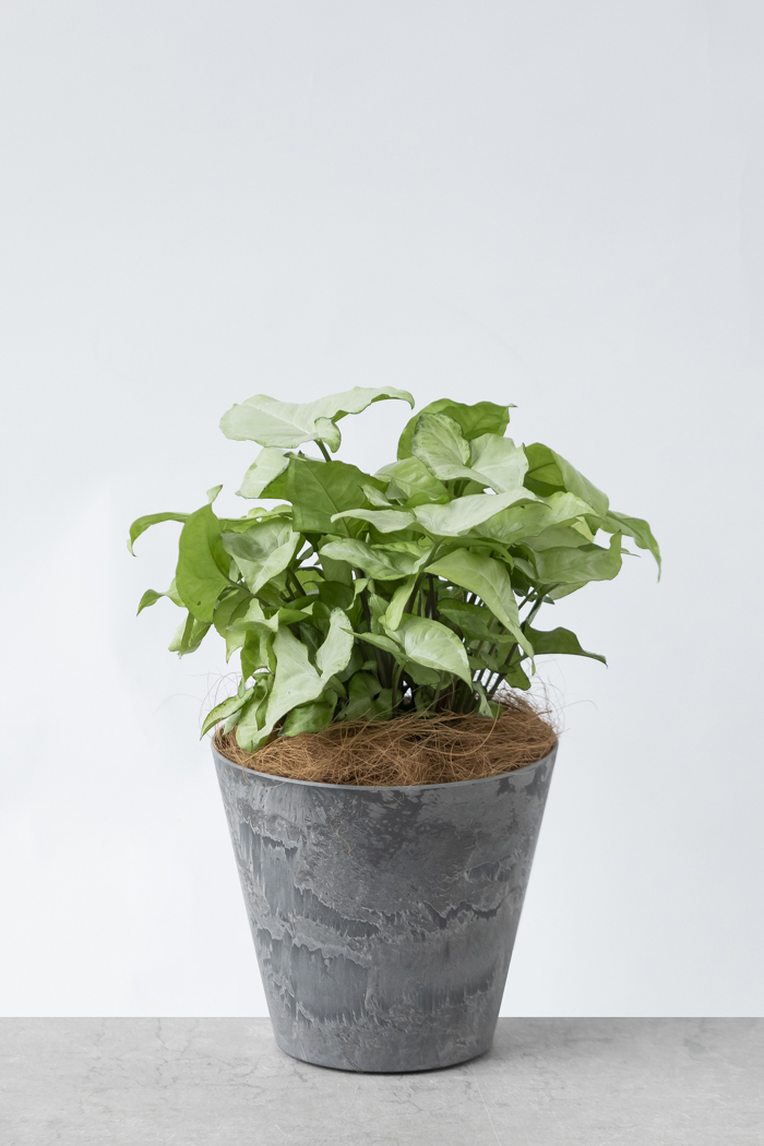 観葉植物 シンゴニウム ホワイトバタフライ（6号鉢）の写真3枚目