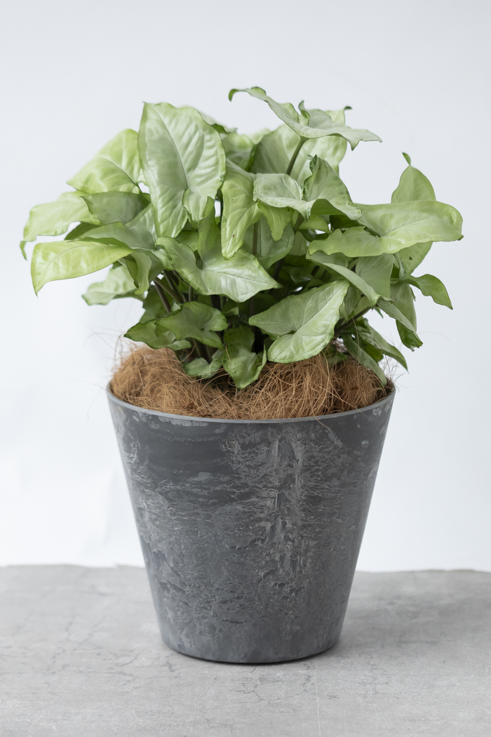 観葉植物 シンゴニウム ホワイトバタフライ（6号鉢）の写真4枚目