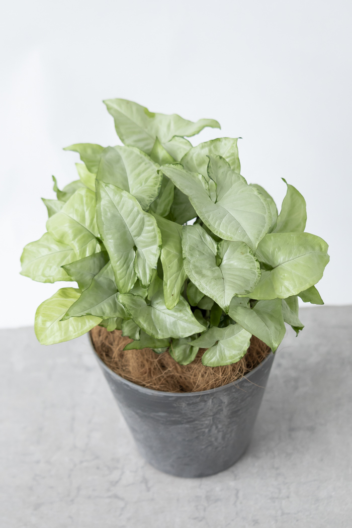 観葉植物 シンゴニウム ホワイトバタフライ（6号鉢）の写真5枚目