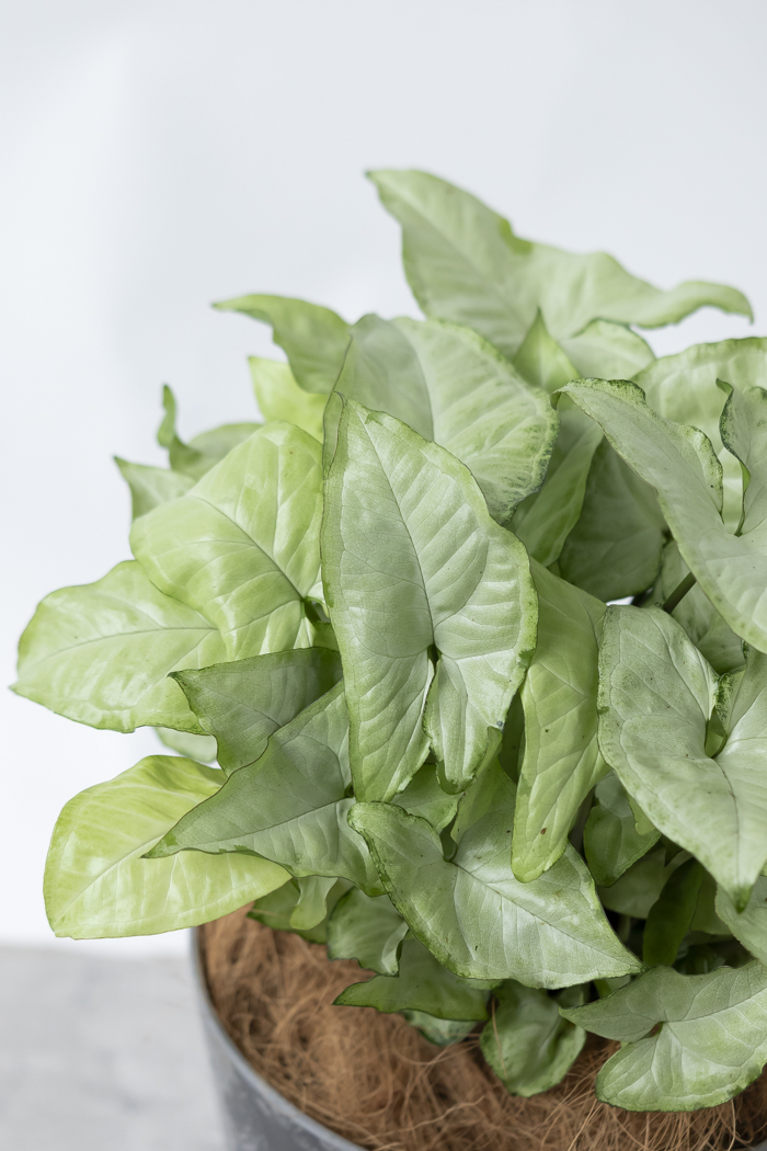 観葉植物 シンゴニウム ホワイトバタフライ（6号鉢）の写真6枚目