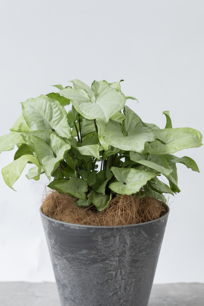 観葉植物 シンゴニウム ホワイトバタフライ（6号鉢）の写真8枚目