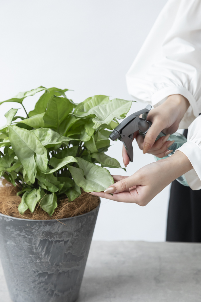 観葉植物 シンゴニウム ホワイトバタフライ（6号鉢）の写真9枚目