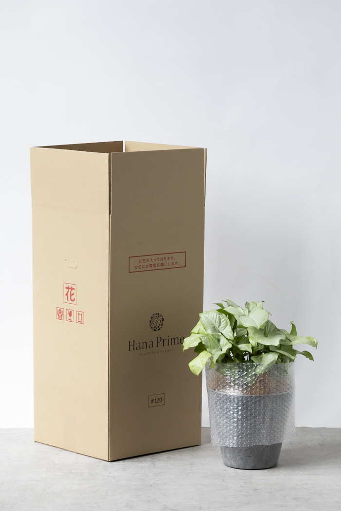 ふるさと納税 シンゴニューム ホワイトバタフライ ６号鉢 茨城県常総市 ふるさと納税 シンゴニューム ホワイトバタフライ ６号鉢 茨城県常総市