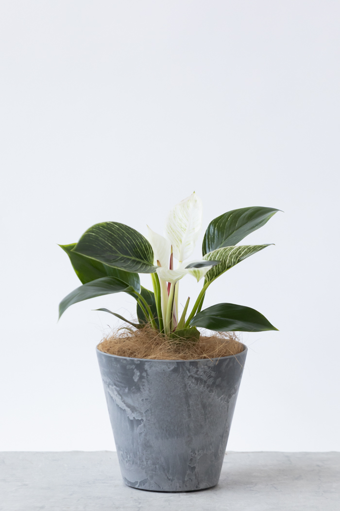 観葉植物 フィロデンドロン バーキン(6号鉢)