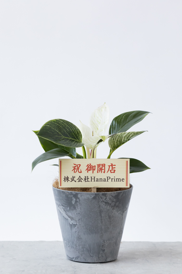 観葉植物 フィロデンドロン バーキン（6号鉢）