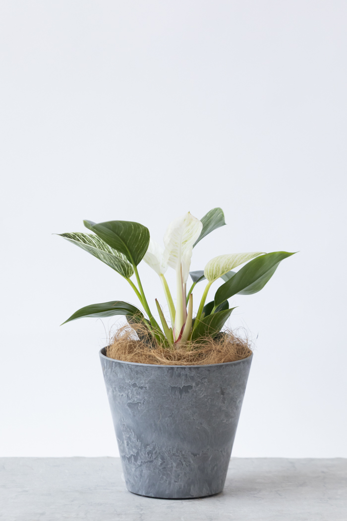 観葉植物 フィロデンドロン バーキン（6号鉢）の写真3枚目