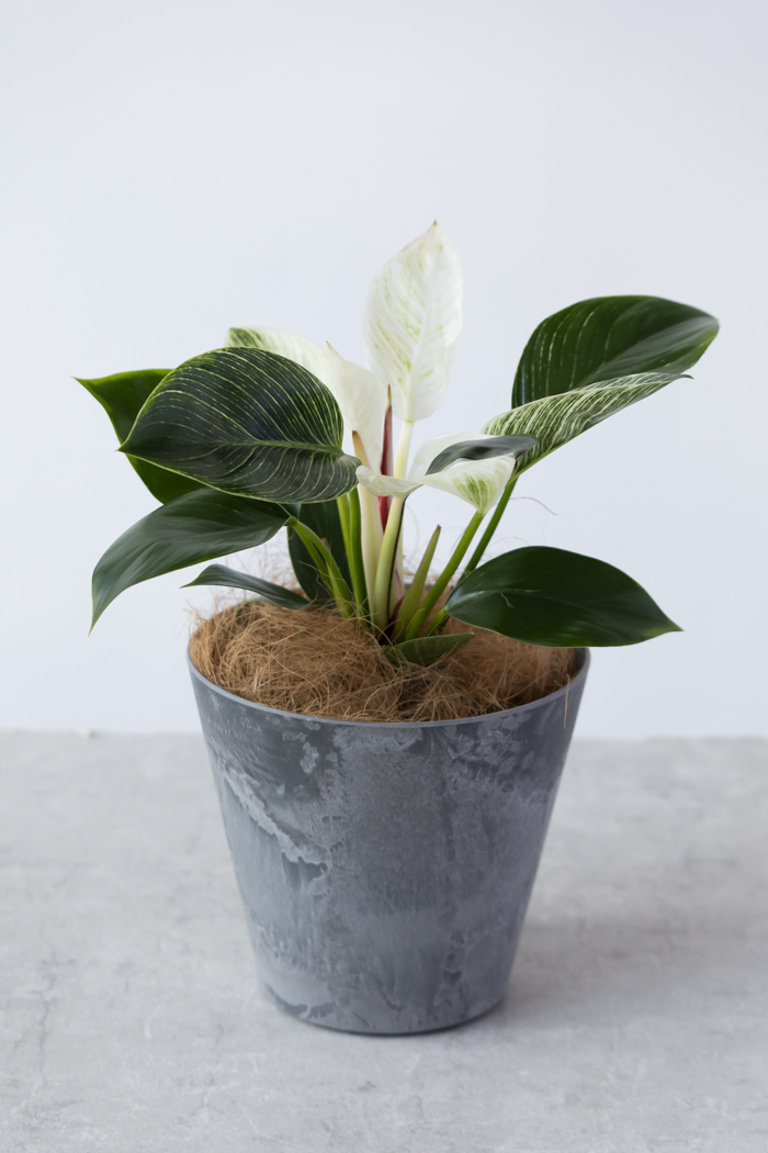 観葉植物 フィロデンドロン バーキン（6号鉢）の写真4枚目