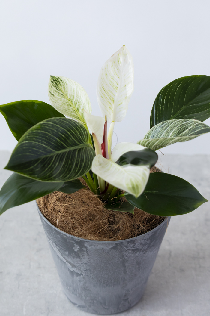 観葉植物 フィロデンドロン バーキン（6号鉢）の写真5枚目