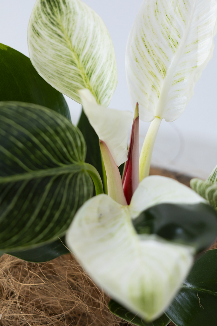 観葉植物 フィロデンドロン バーキン（6号鉢）の写真6枚目