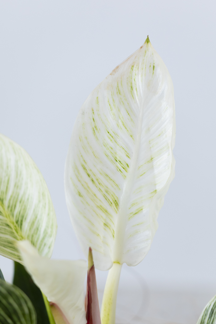 観葉植物 フィロデンドロン バーキン（6号鉢）の写真7枚目