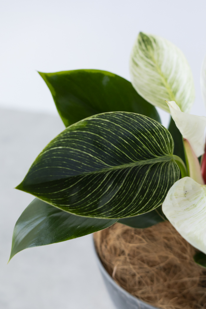 観葉植物 フィロデンドロン バーキン（6号鉢）の写真8枚目