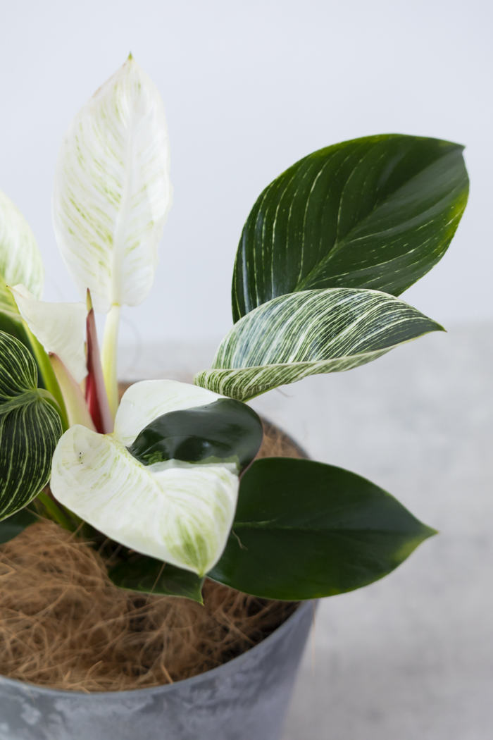観葉植物 フィロデンドロン バーキン（6号鉢）の写真9枚目