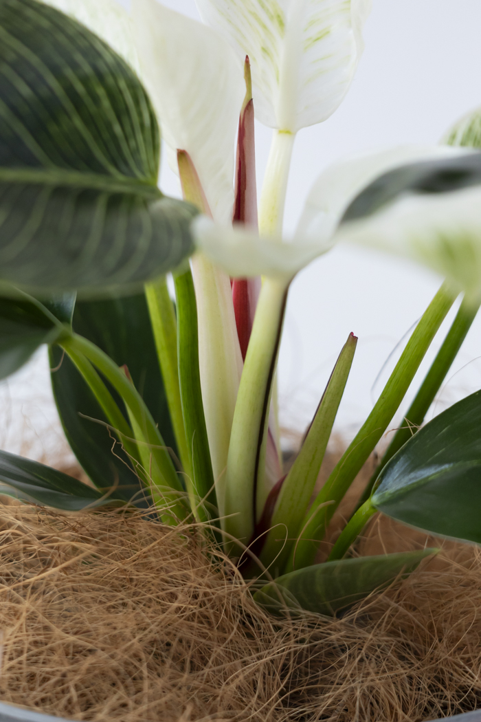 観葉植物 フィロデンドロン バーキン（6号鉢）の写真10枚目