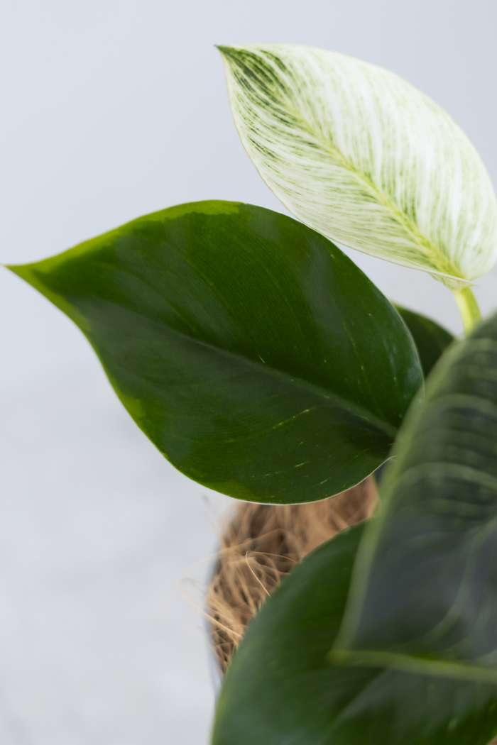 観葉植物 フィロデンドロン バーキン（6号鉢）の写真11枚目