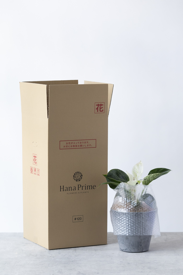 観葉植物 フィロデンドロン バーキン（6号鉢）の写真13枚目