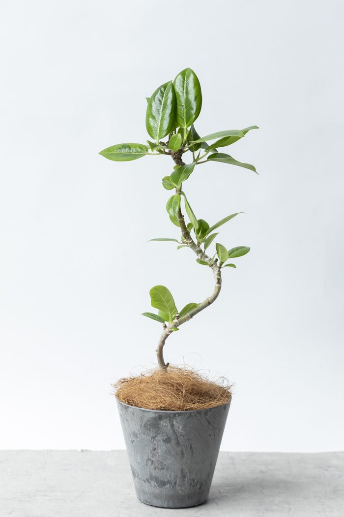 観葉植物 フィカス アルテシマ曲がり（4号鉢）