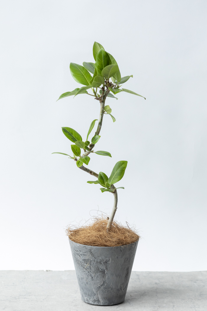 観葉植物 フィカス アルテシマ曲がり（4号鉢）