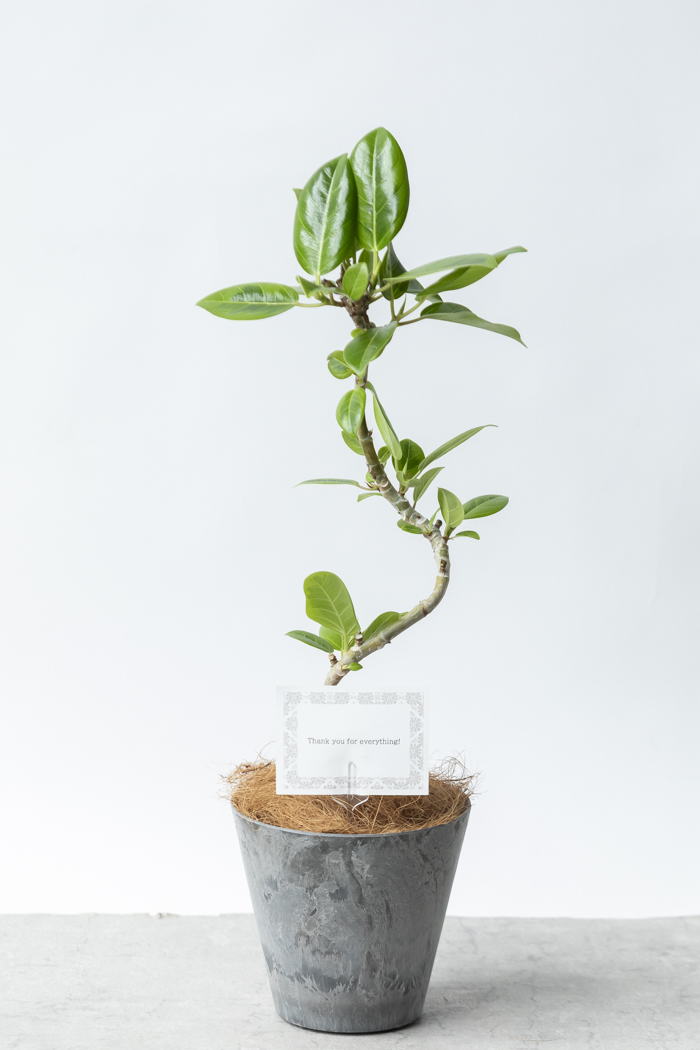 観葉植物 フィカス アルテシマ曲がり（4号鉢）の写真3枚目