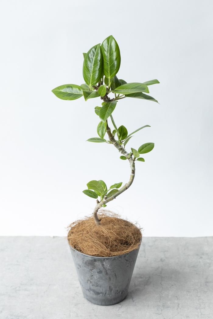 観葉植物 フィカス アルテシマ曲がり（4号鉢）の写真4枚目