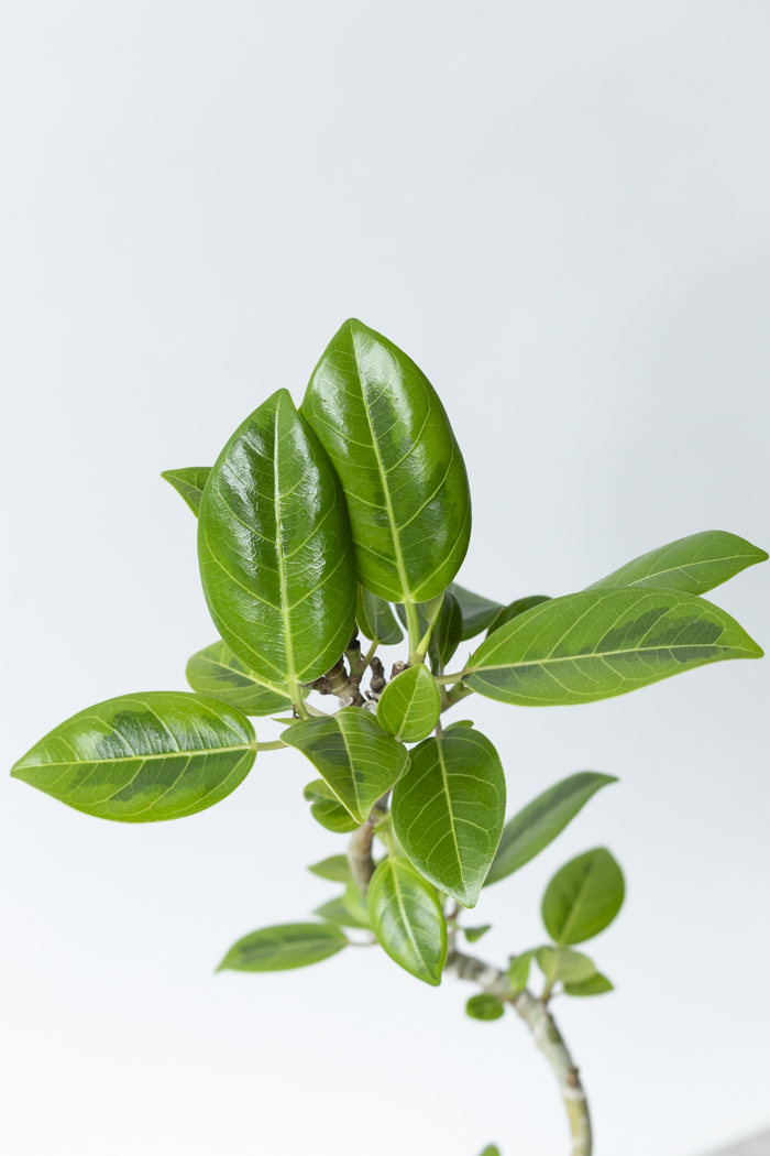 観葉植物 フィカス アルテシマ曲がり（4号鉢）の写真5枚目