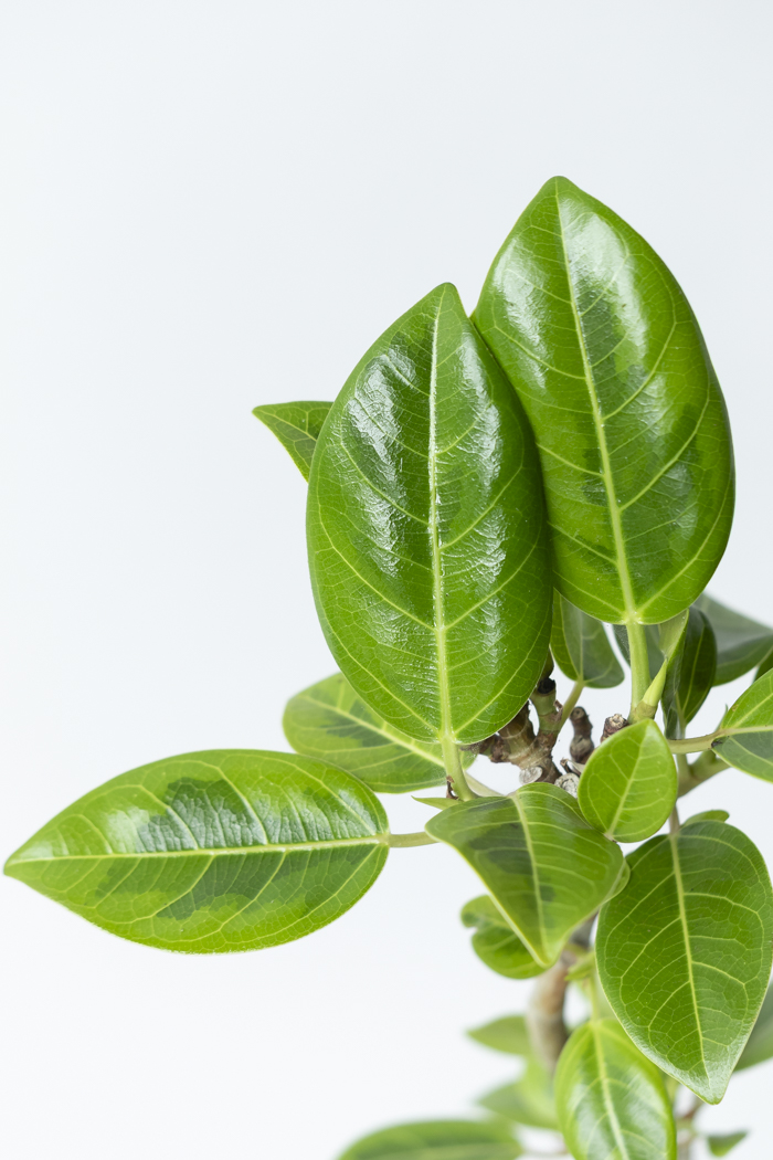 観葉植物 フィカス アルテシマ曲がり（4号鉢）の写真6枚目