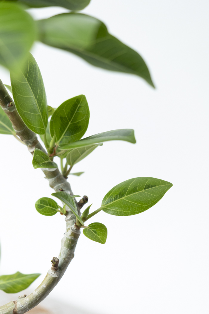 観葉植物 フィカス アルテシマ曲がり（4号鉢）の写真7枚目