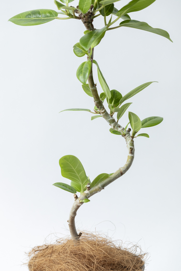 観葉植物 フィカス アルテシマ曲がり（4号鉢）の写真8枚目