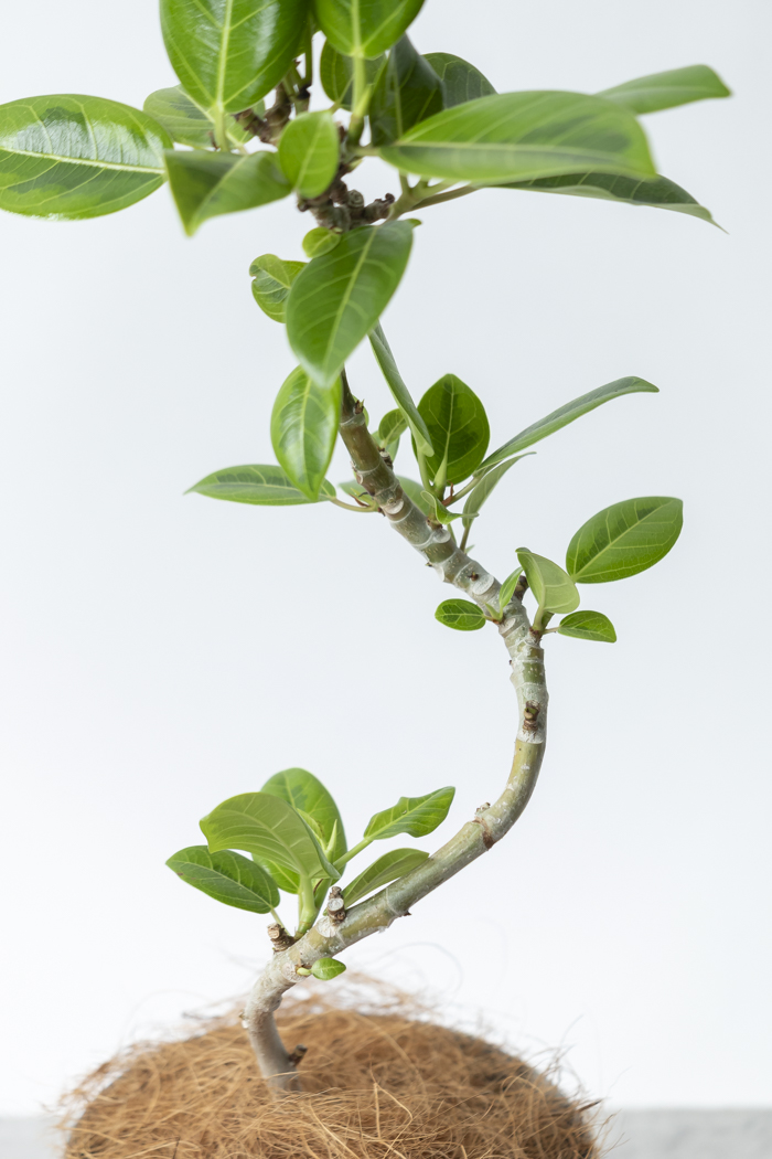 観葉植物 フィカス アルテシマ曲がり（4号鉢）の写真9枚目