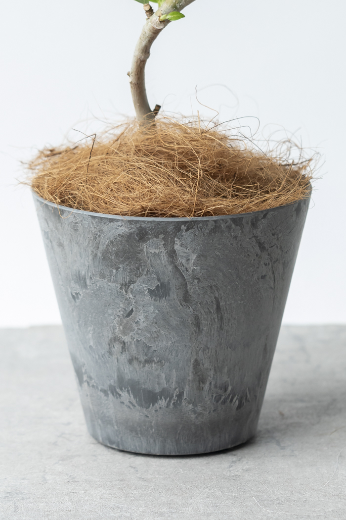 観葉植物 フィカス アルテシマ曲がり（4号鉢）の写真10枚目