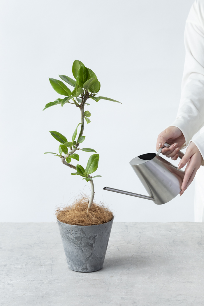 現品　フィカス　ゴムの木　アルテシマ　曲がり　4番　観葉植物　インテリアグリーン 観葉植物 フィカス アルテシマ曲がり（4号鉢）｜HanaPrime（ハナプライム）