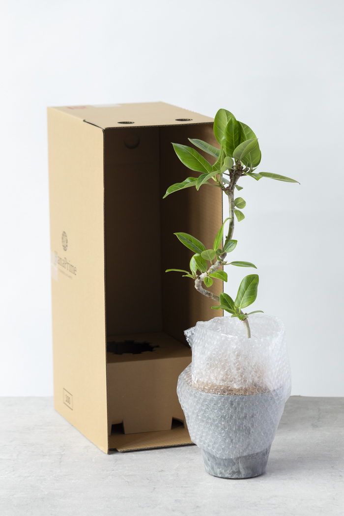 観葉植物 フィカス アルテシマ曲がり（4号鉢）の写真12枚目