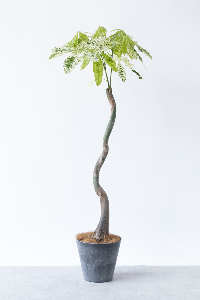 観葉植物 パキラ ミルキーウェイ（8号鉢）